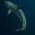 Avatar shark111177