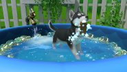Immagine Immagine Little Friends: Puppy Island Nintendo Switch