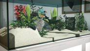 Immagine Aquarium Designer (Xbox Series X|S)